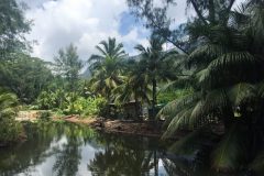 Palm trees